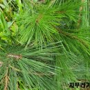 솔잎농장 이미지