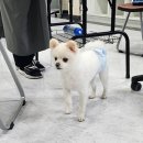 수 애견미용 이미지