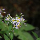 광릉솔개캠핑장 이미지