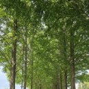 메타세쿼이어길 화장실 이미지