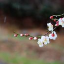 개화초등학교 이미지