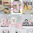 댕파티셰 이미지