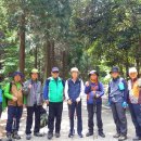 남해편백자연휴양림(남해) 이미지