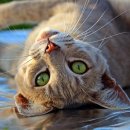 개청순한고양이 이미지