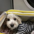 웰니스동물병원 스타필드 고양 이미지