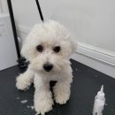 까미랑 몽이 이미지