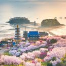 제1회 섬 목수국축제 | 8월 여행. 인기 명소. 베스트 추천. 축제 가볼만한 곳