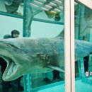 무제2007 | 데이미언 허스트 전시 후기 소머리 상어 해골 아직도 안 봤어? 당장 국립현대미술관 서울로 가자!