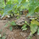 작전목장 이미지