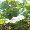 시완농장 이미지