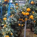 세일농장 이미지