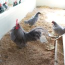 게임잉글리쉬 이미지