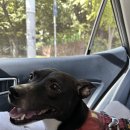 두지네 윗집 | 24년 9월 강원도 홍천 두지네윗집