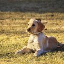 강아지꿈 이미지