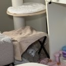 광하약국 | 질켄 고양이 먹이는법 성분 부작용 효능 약국 겁많은 고양이 한달 복용 후기