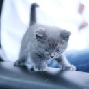 착한 고양이 이미지
