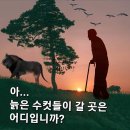 늙은 수컷들의 비애 이미지