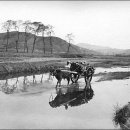 백의민족 이미지