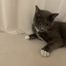 24시 대천주유소 | 고양이 지방세포종 3번의 수술과정 (수술비용)