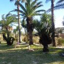 상모리-8 이미지