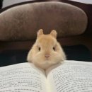 내가 돼지라니 이미지