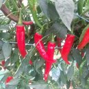 빨간고추 이미지