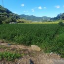 추부면1178 이미지