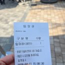 자작나무 숲 | 경기도 꽃놀이 갈만한 곳 용인 자작나무숲 내돈내산 방문 후기