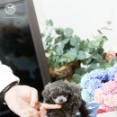 정퍼피라이트 네이버블로그