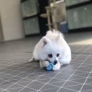 멍치원 이미지