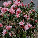 아젤리아 이미지