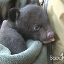 반달곰 가족 이미지