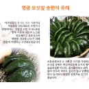 [추석송편예약] 천년의빛 영광의 맛좋은 모시떡 / 찐송편,생송편 이미지