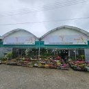 아산 꽃집 추천 동산꽃농원 수국 구입 후기