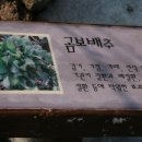 곰보배추 이야기 이미지