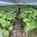 한반동농장 이미지