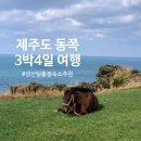 성산마트 | 여행> 부두국수, 함덕해수욕장,비자림, 성산일출봉 숙소추천, 성산 흑돼지맛집, 제주 하나로마트 회 후기