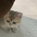 놀면묘하냥 고양이카페 이미지