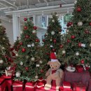 디저트포레스트 | [용인] 용인 동탄 생면파스타 디저트 맛집 포레스트아웃팅스 용인점 내돈내산 후기