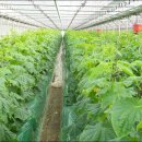 봉황농장 이미지