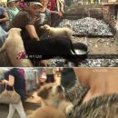 강아지사랑 이미지