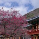 의림사 | 의림사홍매화2603-2