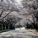 2020/4/5 산행전에 들러 찍은 기흥 벚꽃이 아름다운 길 이미지