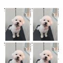 봉봉애견 네이버블로그