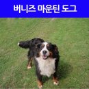 스위스동물병원 이미지