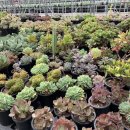 한샘농장 이미지