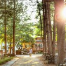 동화나라 애견 이미지