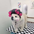 퍼피모리 이미지