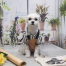 강아지풍경 이미지