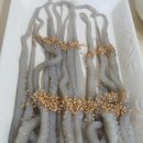 무안세발낙지 이미지